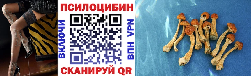 Купить где  Гусев  Галлюциногенные грибы Psilocybine cubensis 